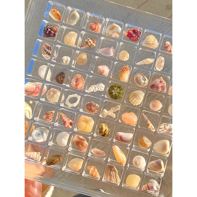 Acrylic Magnetic Seashell Display Box